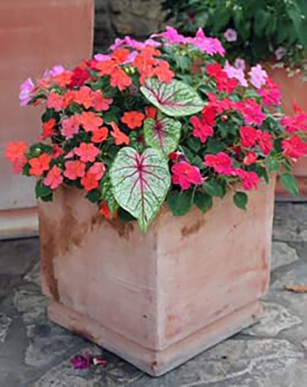 Large Size Caladium Root R62806
