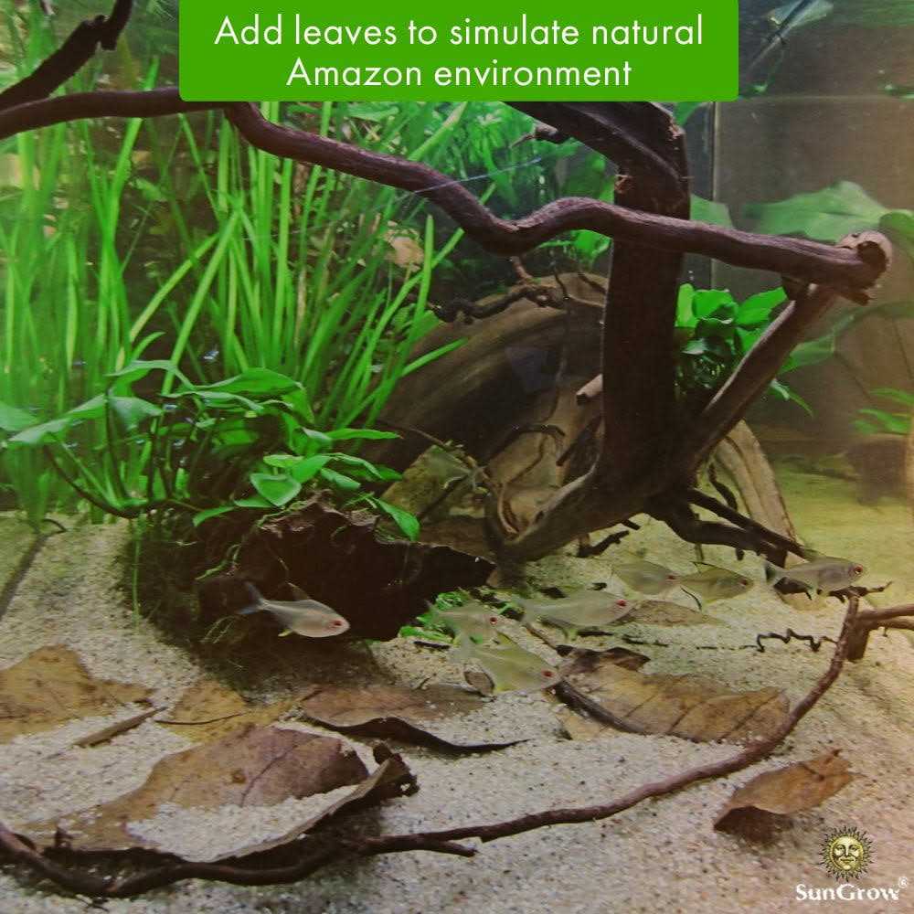 Indian Almond Leaves Water Conditioner for Freshwater Aquarium A3093