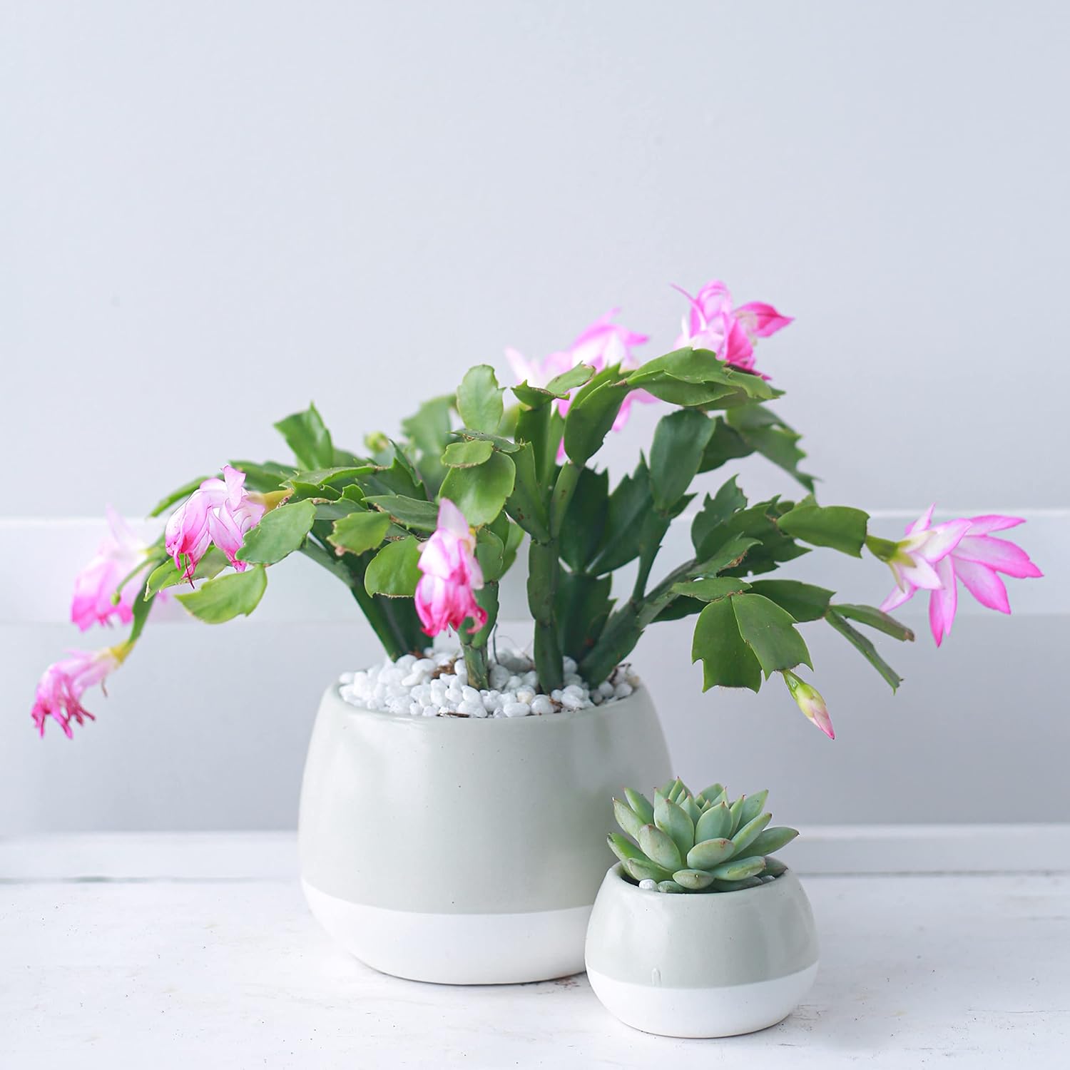 Live Cactus Plants B4385
