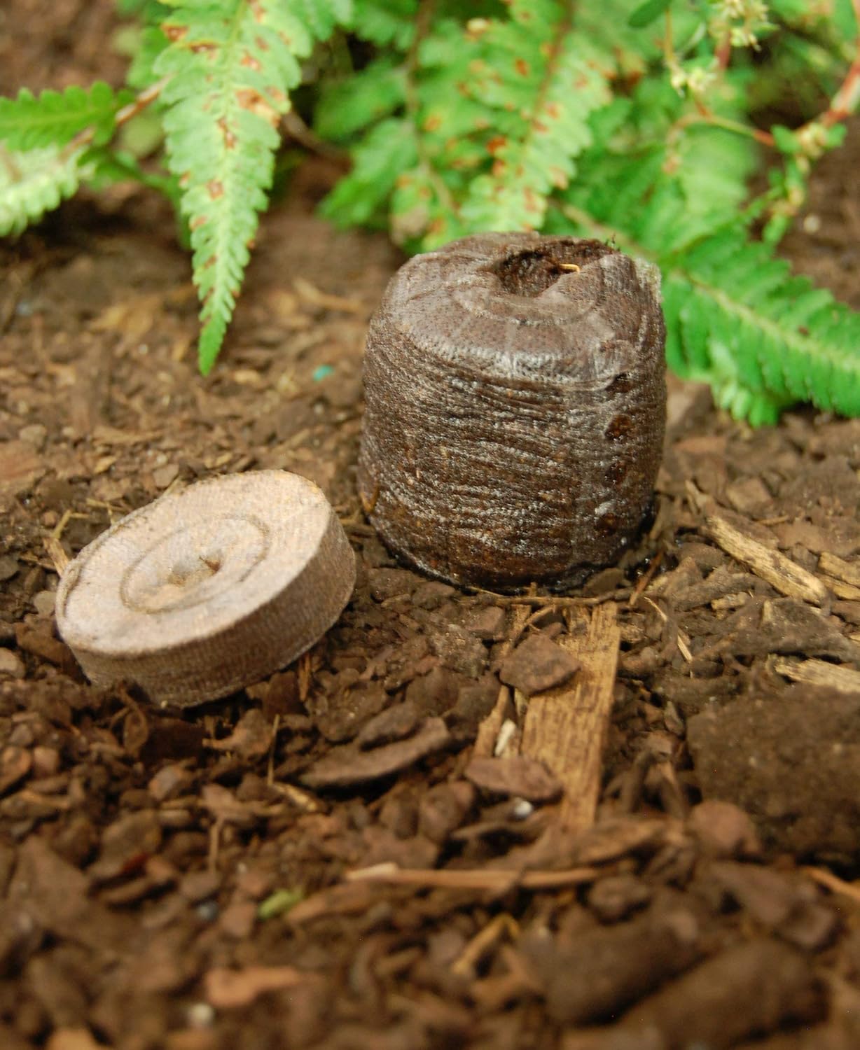 100 ea Peat Pellet Y61686