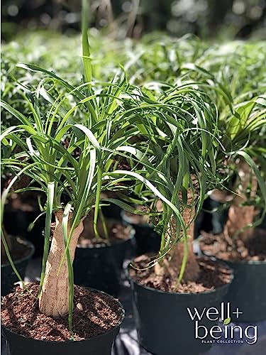 Ponytail Palm Live Houseplant (8-15 inches Tall) in growers pot Q9924
