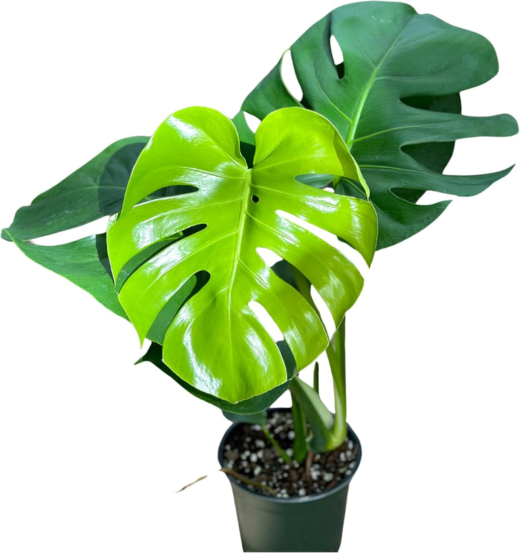 Monstera Deliciosa Live Plant with 4 Inch Pot X23645