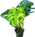 Monstera Deliciosa Live Plant with 4 Inch Pot X23645