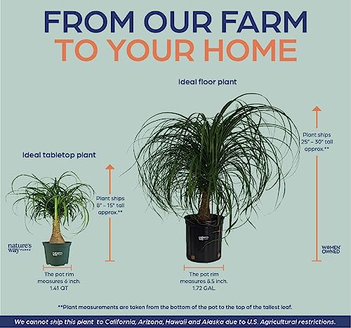 Ponytail Palm Live Houseplant (8-15 inches Tall) in growers pot Q9924