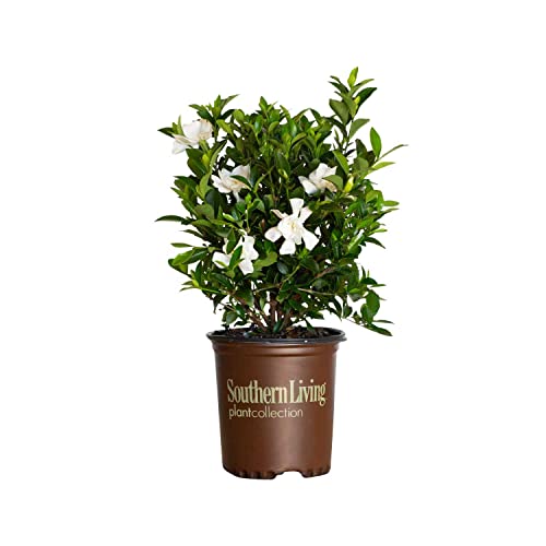 2.5 Quart White Gardenia W46599