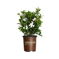 2.5 Quart White Gardenia W46599