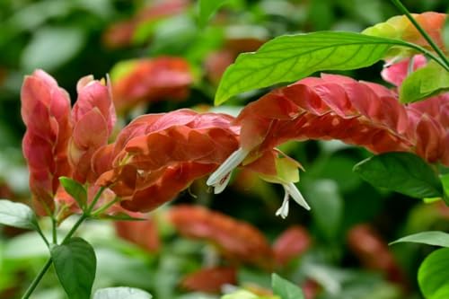 2 Shrimp Live Plants N417