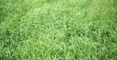 50 lbs. Bermuda Grass Seeds W691302