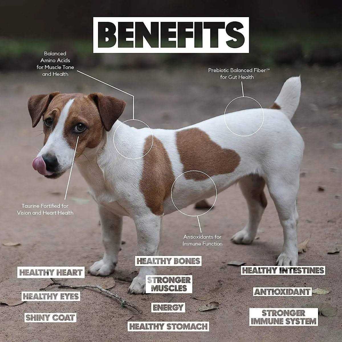 Salmon Pet Formulas R569325